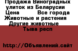 Продажа Виноградных улиток из Беларусии › Цена ­ 250 - Все города Животные и растения » Другие животные   . Тыва респ.